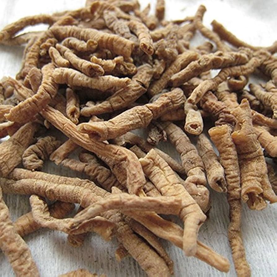Amazon.com : Frozen Seed Capsules - Chinese Senega (Polygala